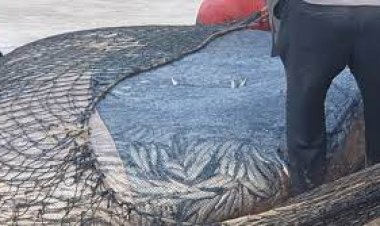 அம்பாறையில் படையெடுத்த கீரி மீன்கள், அள்ளிச்சென்ற மீனவர்கள்!