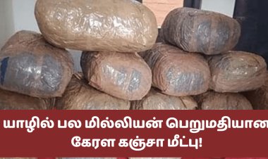யாழில் 14 மில்லியன் ரூபாய் பெறுமதியான கஞ்சா மீட்பு
