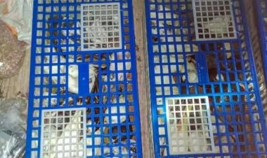 புறா கடத்தல் சம்பவத்தில் 02 சந்தேக நபர்கள் கடற்படையினரால் கைது..!