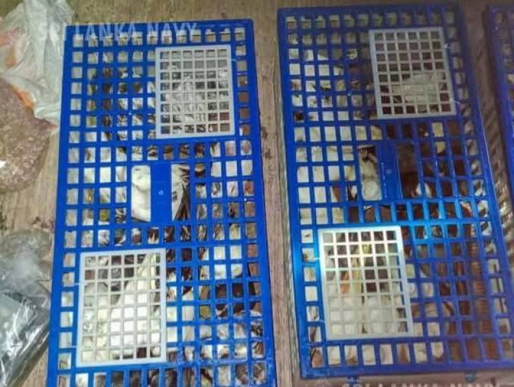 புறா கடத்தல் சம்பவத்தில் 02 சந்தேக நபர்கள் கடற்படையினரால் கைது..!