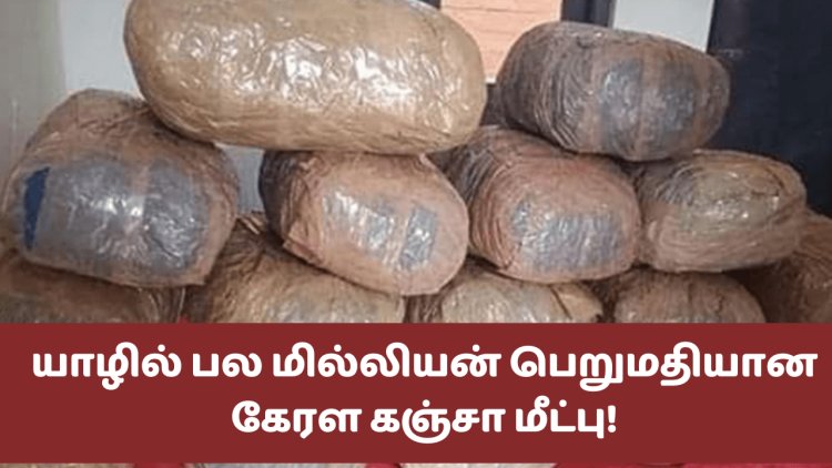 யாழில் 14 மில்லியன் ரூபாய் பெறுமதியான கஞ்சா மீட்பு