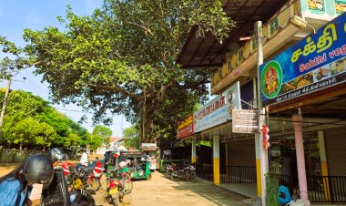ஆலமரத்தை அகற்றும் முயற்சிகளை கைவிடுக
