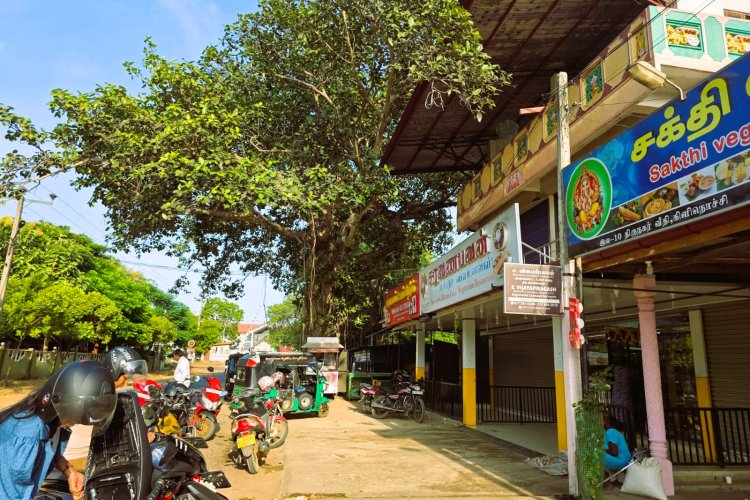 ஆலமரத்தை அகற்றும் முயற்சிகளை கைவிடுக